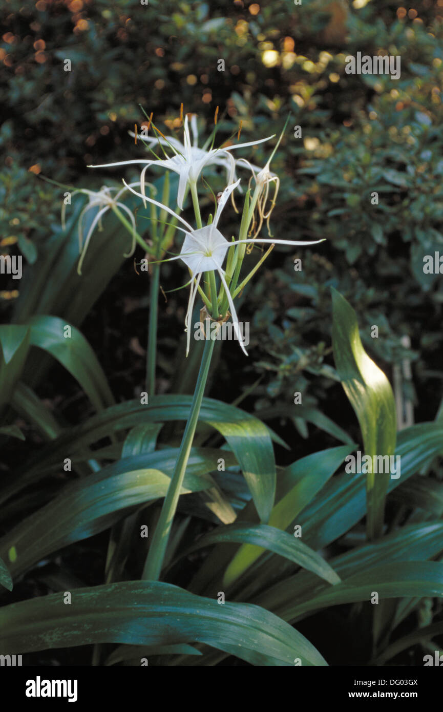 Spider Lilies (Hymenocallis Tropical Giant Stock Photo - Alamy