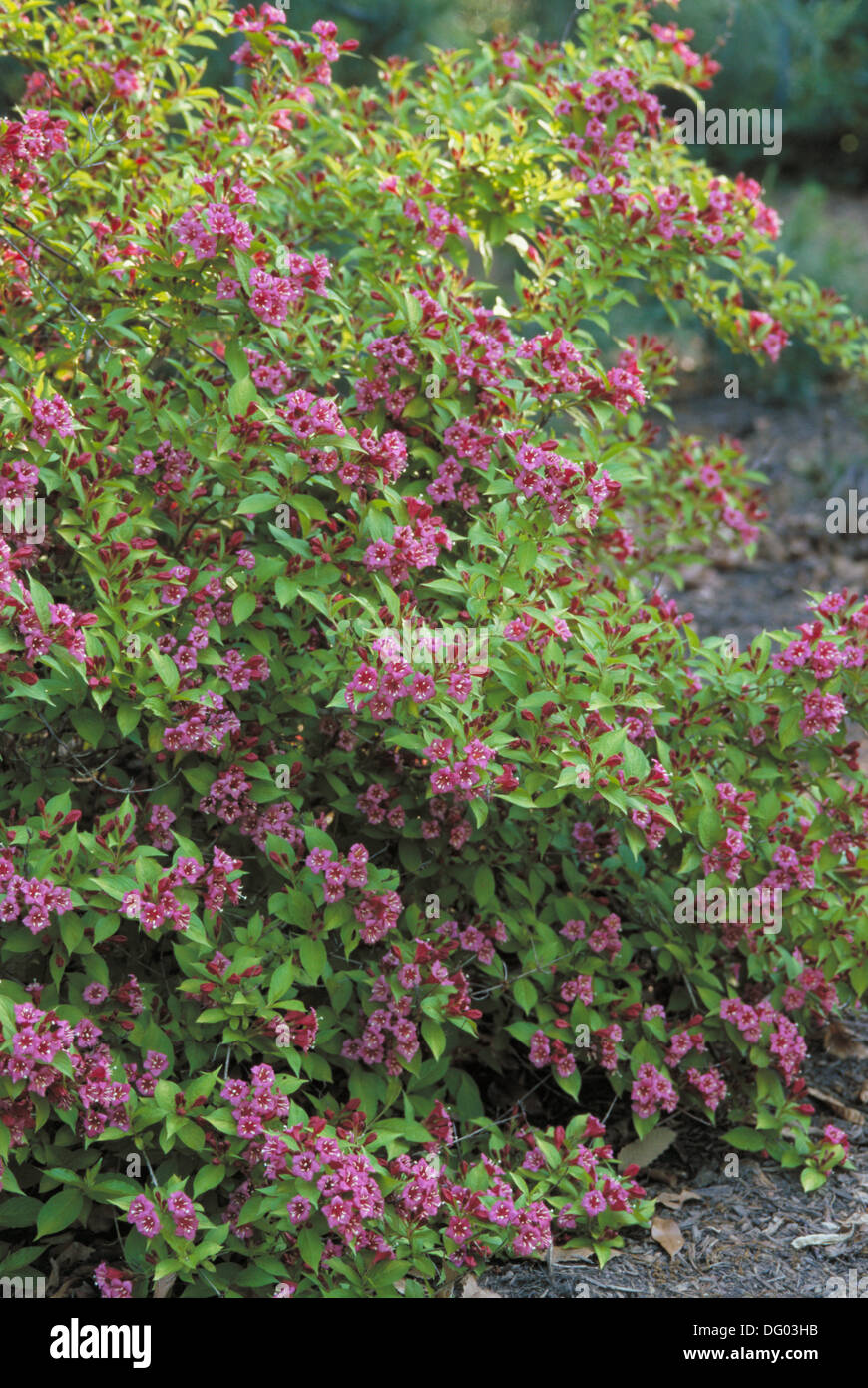 Flowers (Weigela x "Briant Rubidor Stock Photo Alamy