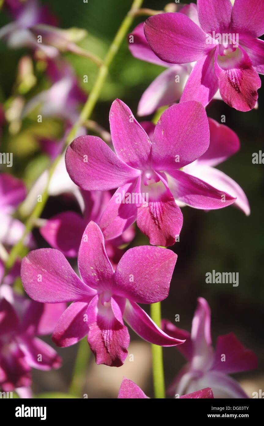 Singapore orchid at the Botanic Gardens Stock Photo Alamy