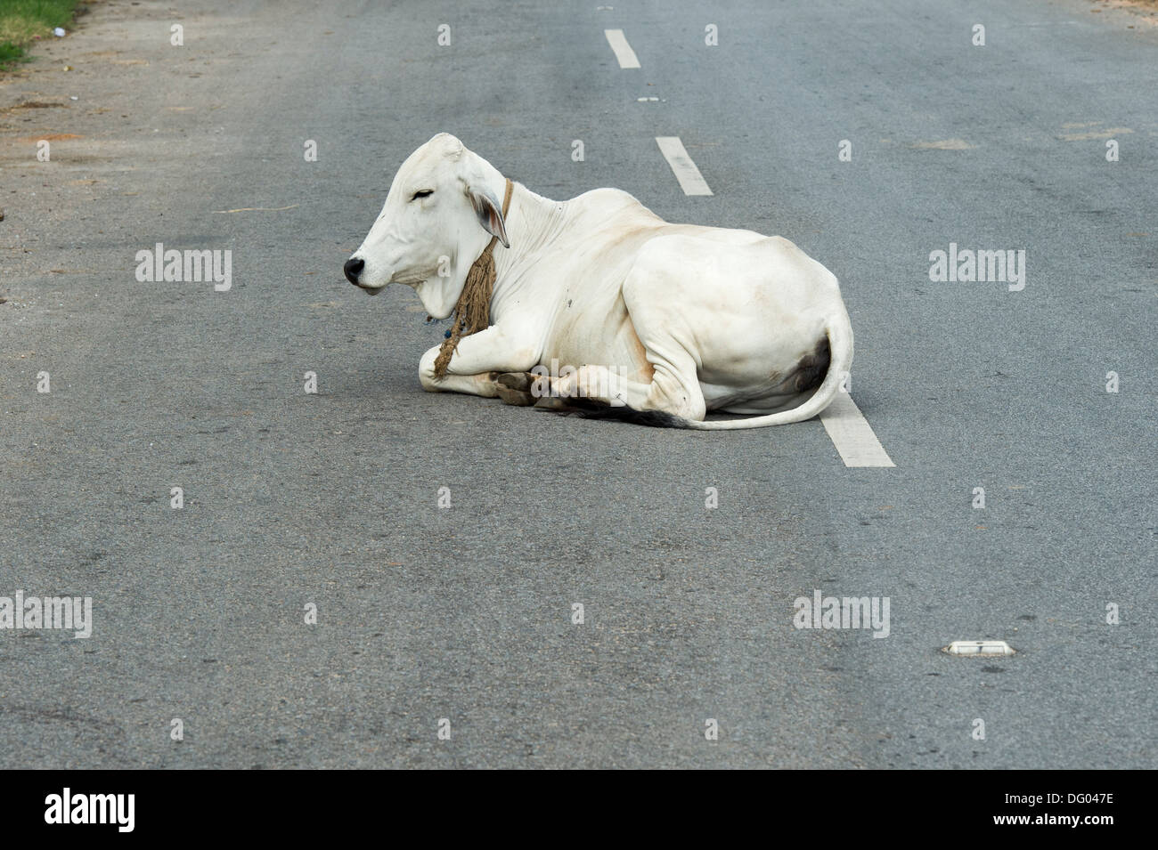 Bos primigenius indicus. Indian cow / Zebu sitting in the middle of a road. Andhra Pradesh, India Stock Photo