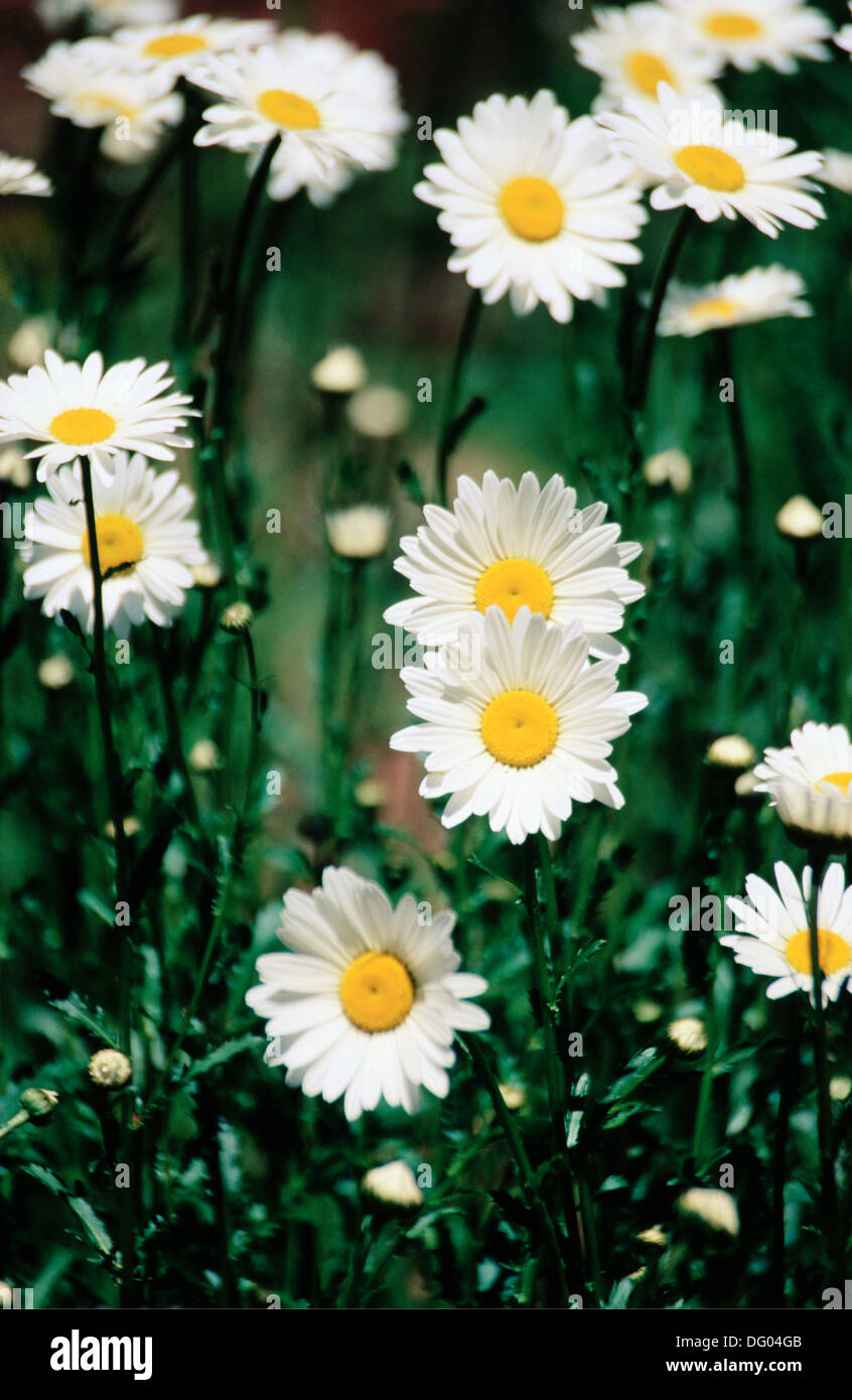 Chrysanthemum x superbum hires stock photography and images Alamy
