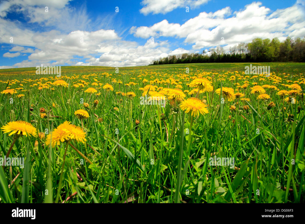 Flowers. Nova Scotia, Canada Stock Photo Alamy