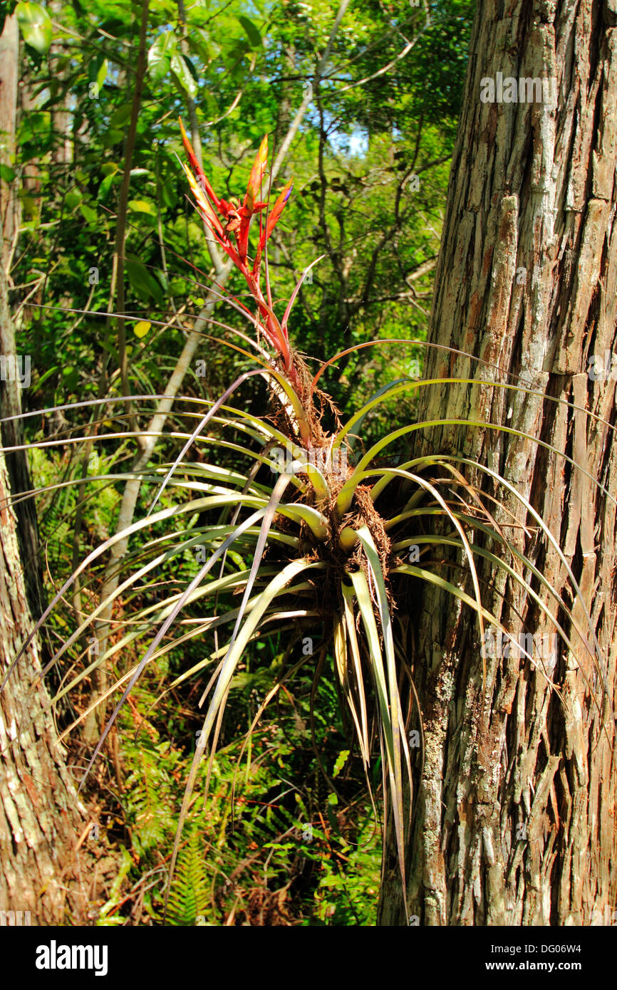 Bromiliad called tillandsia growing on hi-res stock photography and ...