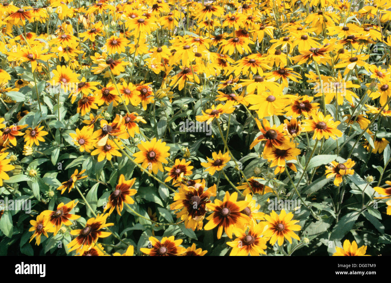 Blackeyed Susan (Rudbeckia hirta Stock Photo Alamy