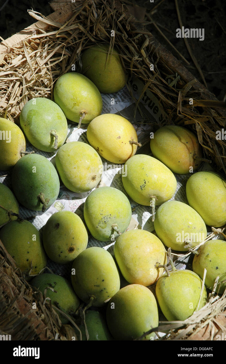 Mumbai India, mangoes at the Crawford market Stock Photo Alamy