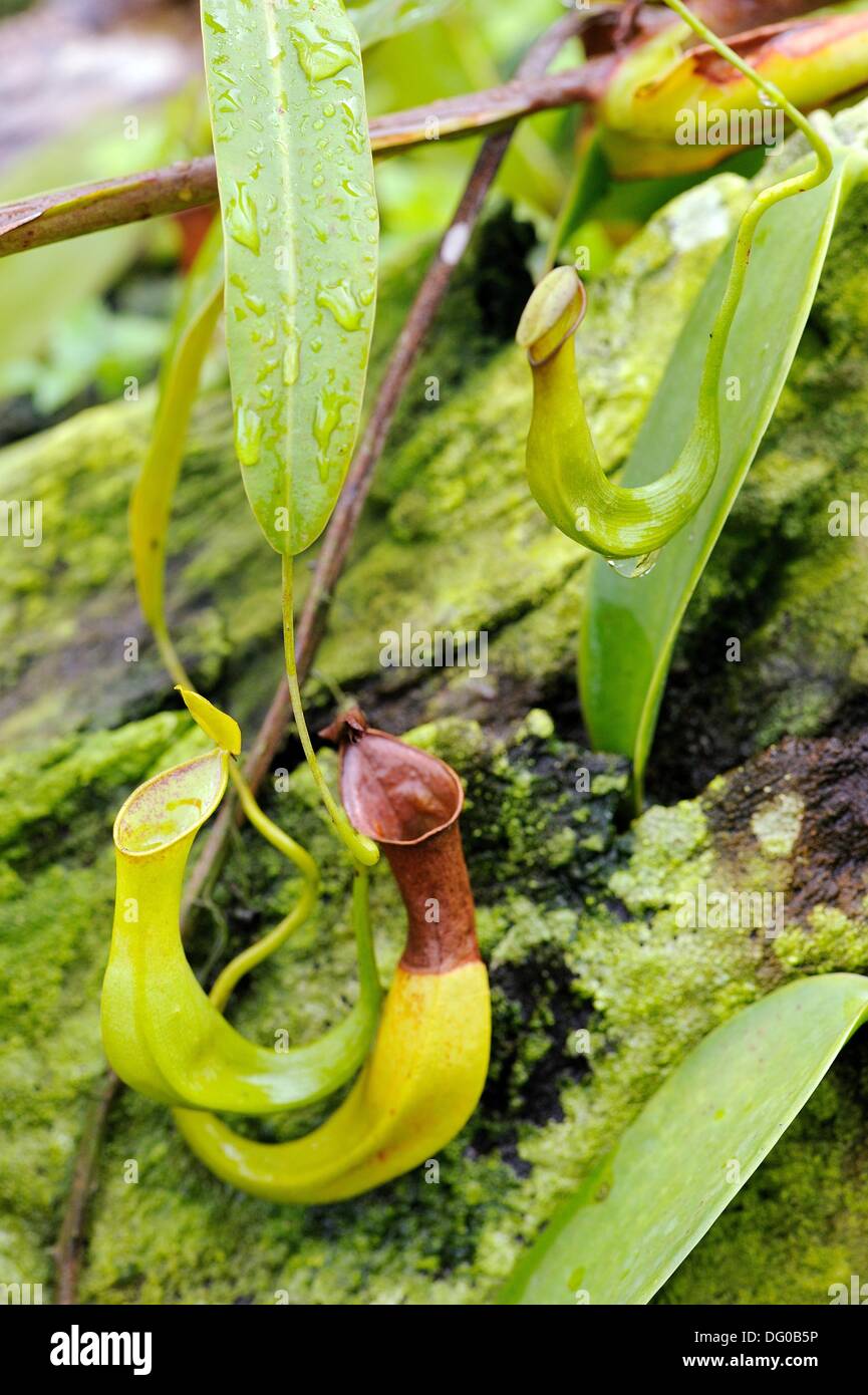 Nepenthes pitcher plant. Orchid Garden, Kuching, Sarawak, Malaysia