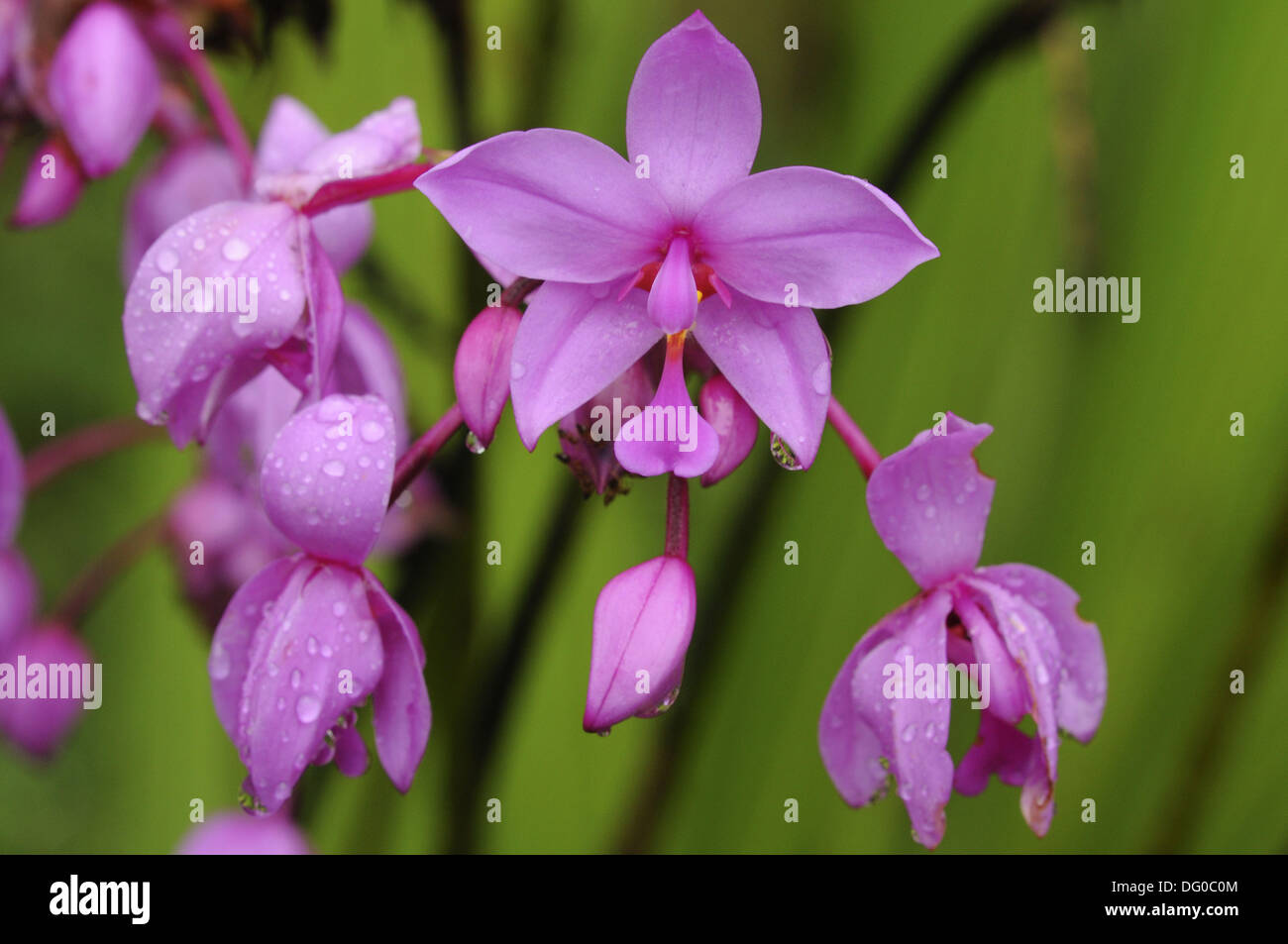 Pink tropical flowers Stock Photo Alamy