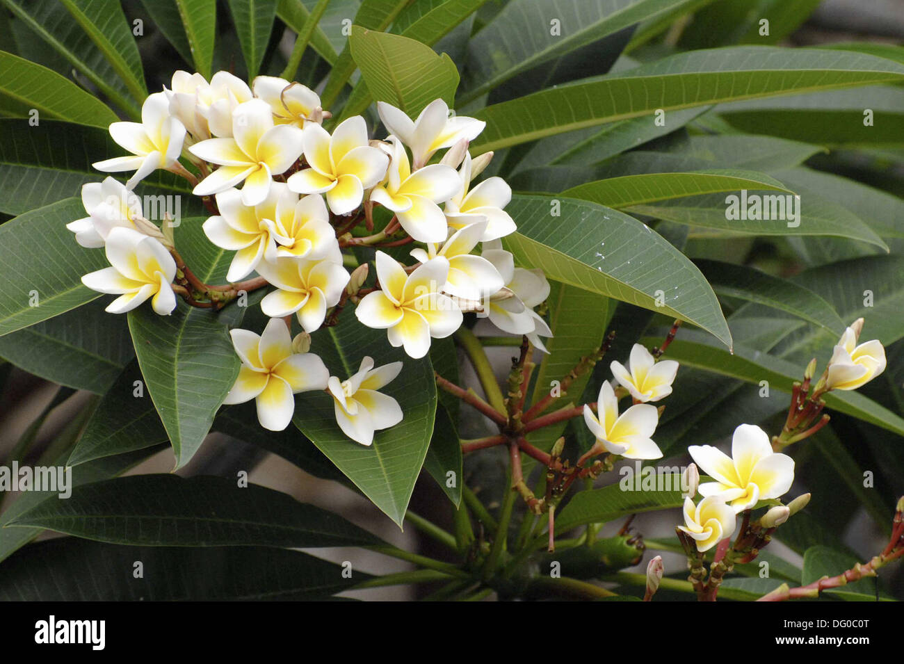 Bali National Flowers-Frangipani Stock Photo - Alamy