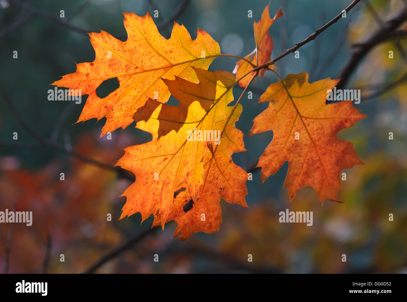 Oak leaves wallpaper hi-res stock photography and images - Alamy