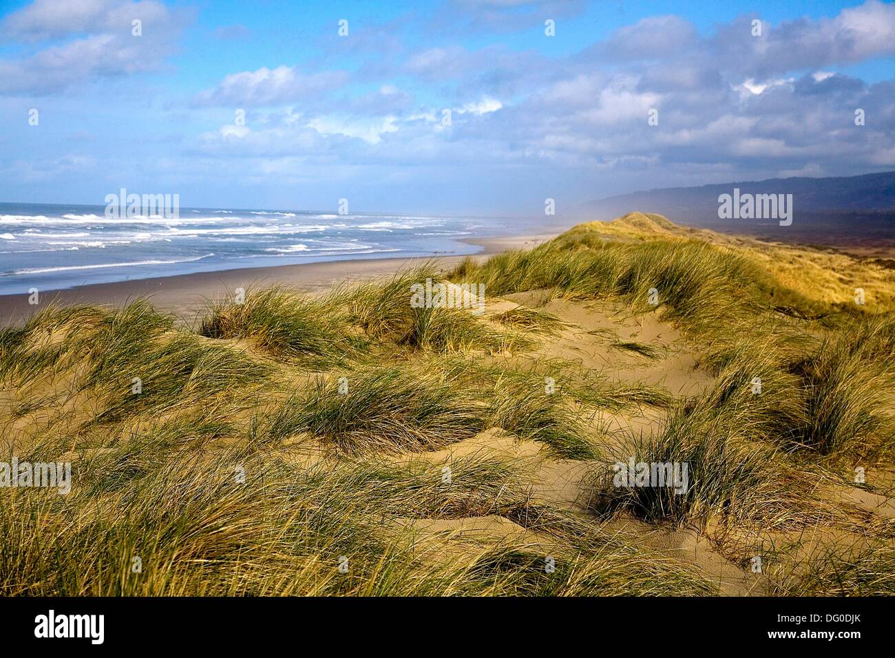 Tall grass, ocean views and sand dunes comprise the Oregon Dunes
