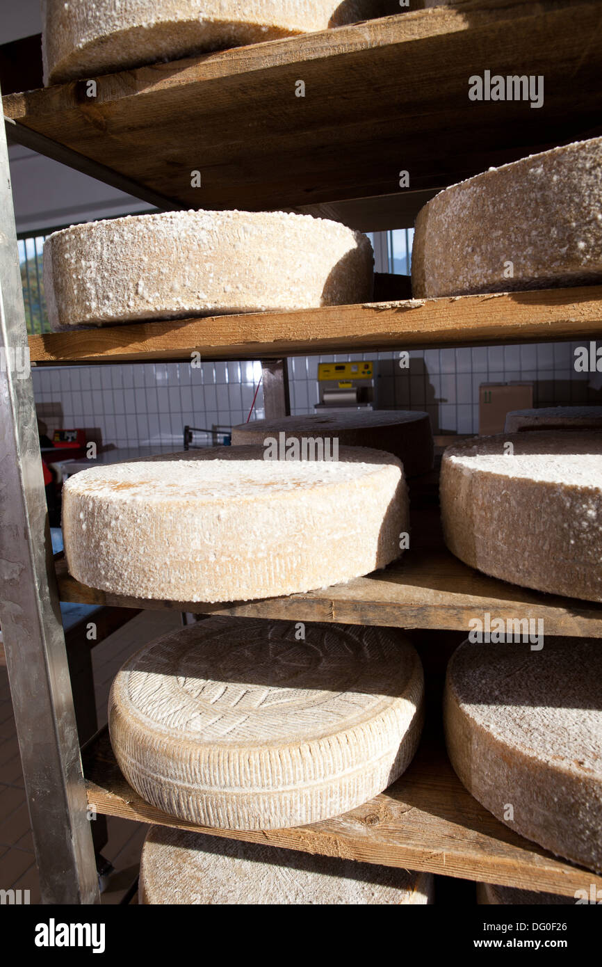 Italy, Lombardy, Valsassina, Taleggio DOP. Processing, traditional, cheese, dairy, Pasturo. seasoning of cheese Stock Photo