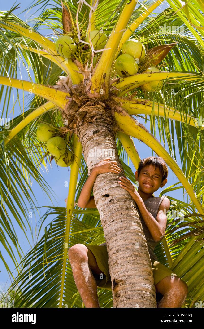 People Climbing Coconut Trees