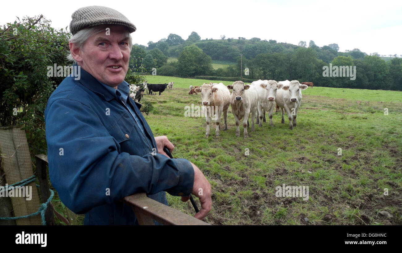 British farmer's (portrait) Welsh farmer checking on his cattle in a