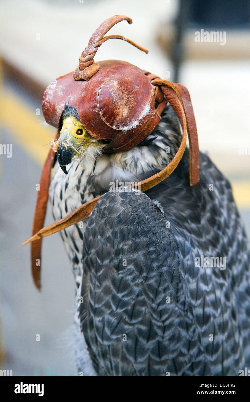 Hooded Peregrine Falcon High Resolution Stock Photography and Images