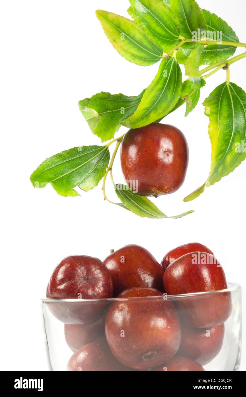 Jujube Ziziphus jujuba Stock Photo Alamy