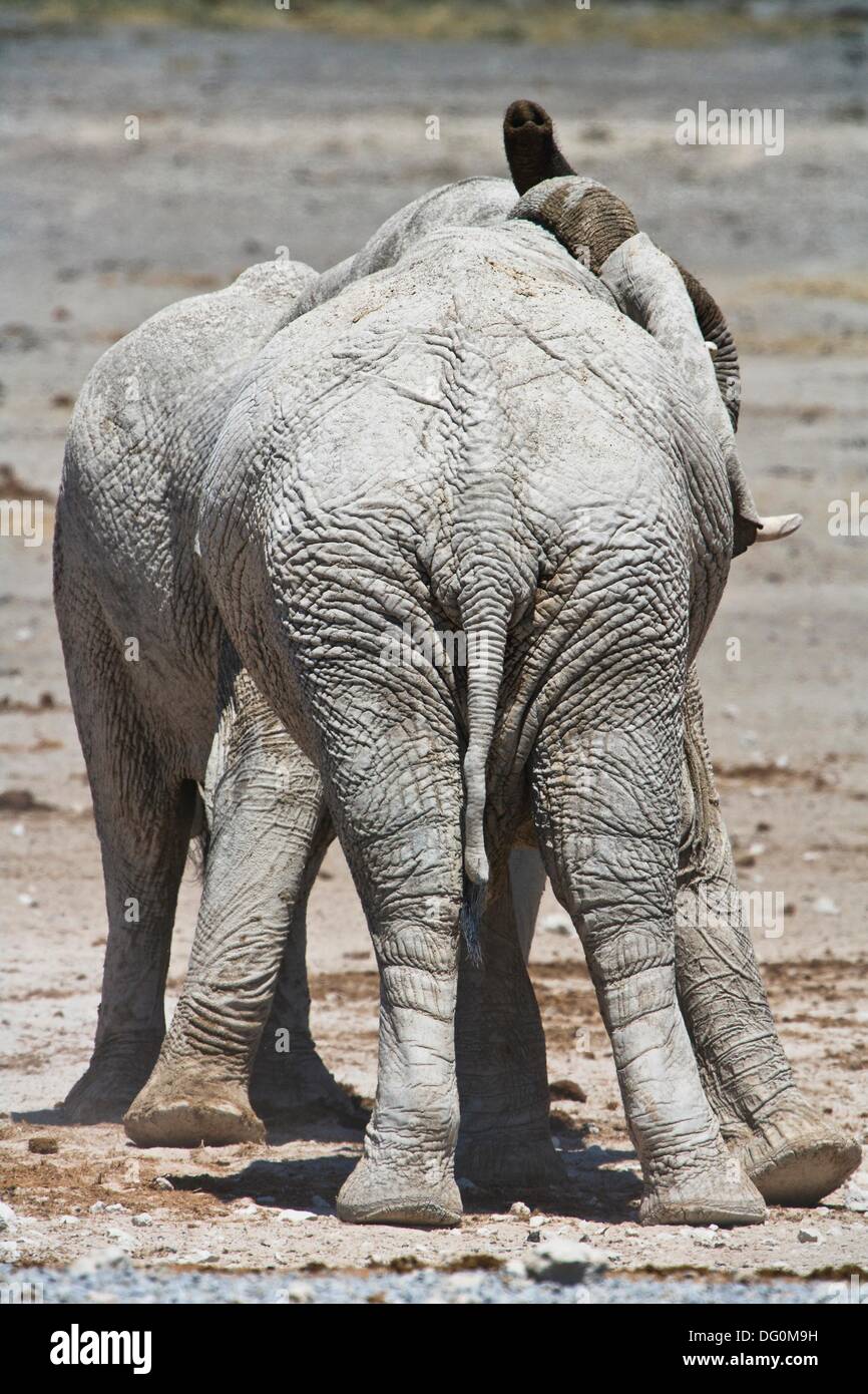 Elephants backside hires stock photography and images Alamy