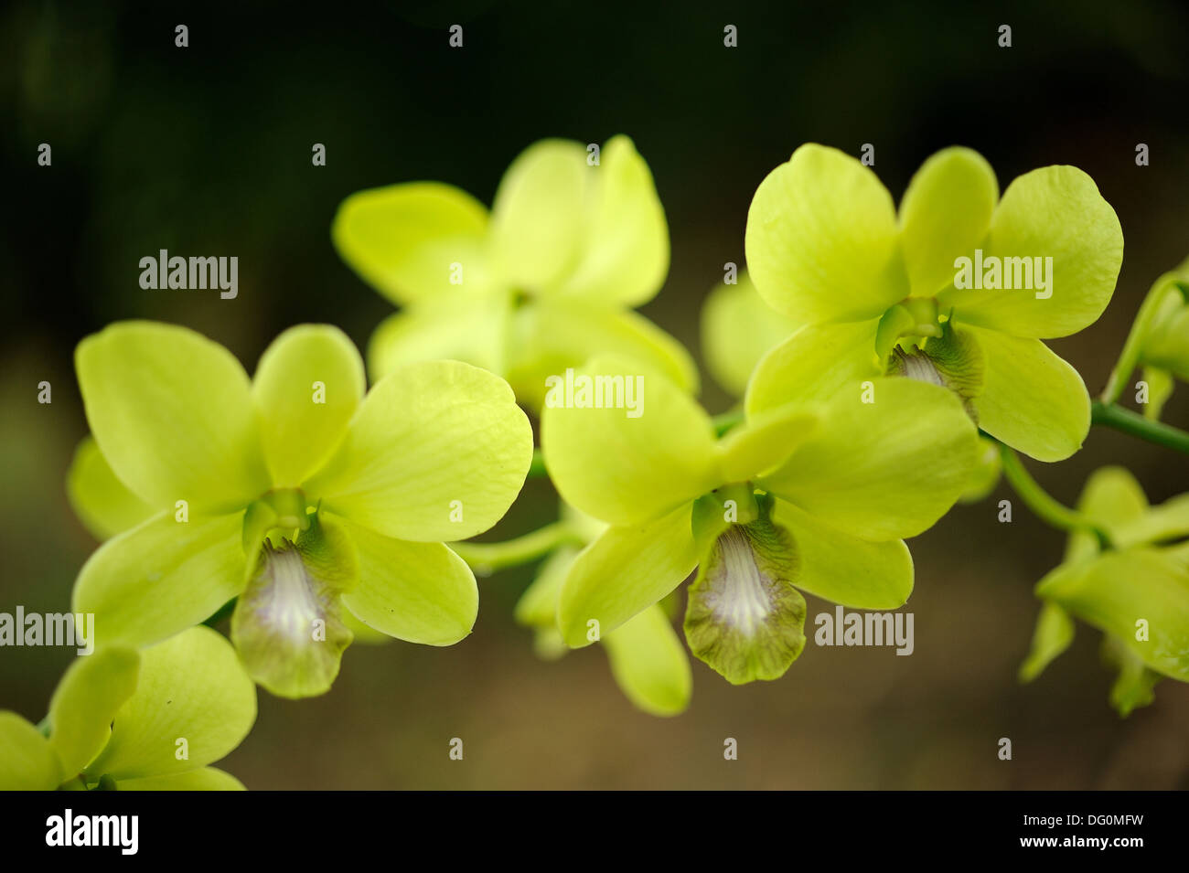 Orchid Garden, Kuching, Sarawak, Malaysia Stock Photo Alamy