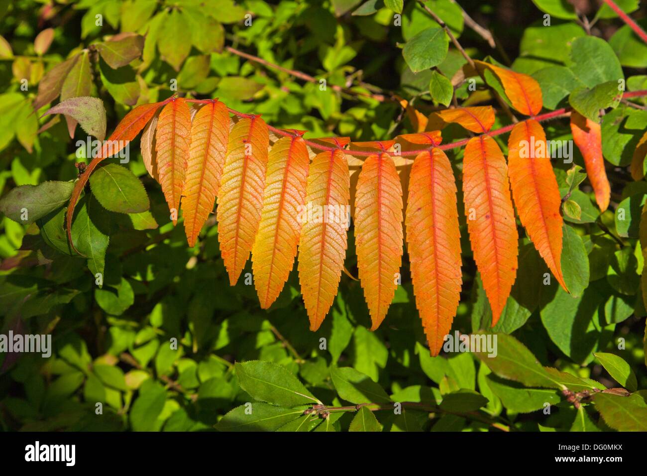 Close up of red Staghorn Sumac leaves Stock Photo Alamy