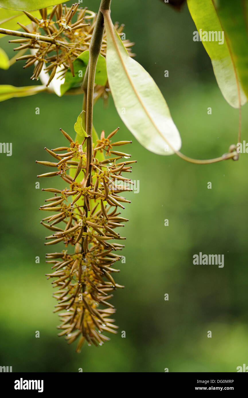 Nepenthes pitcher plant. Semengoh Wildlife Centre, Kuching, Sarawak ...