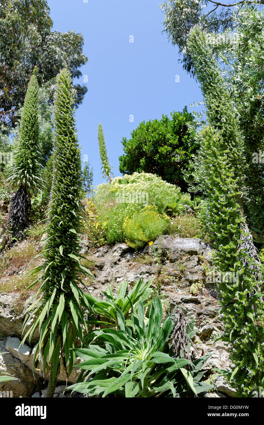 Ventnor Botanical Gardens, Ventnor, Isle of Wight, England, UK. Stock Photo