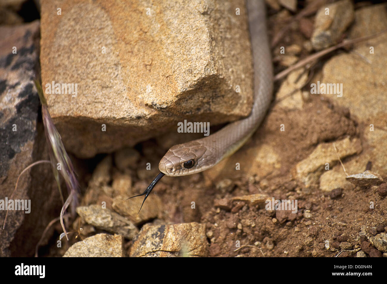 Racer snake basking in sun Stock Photo Alamy