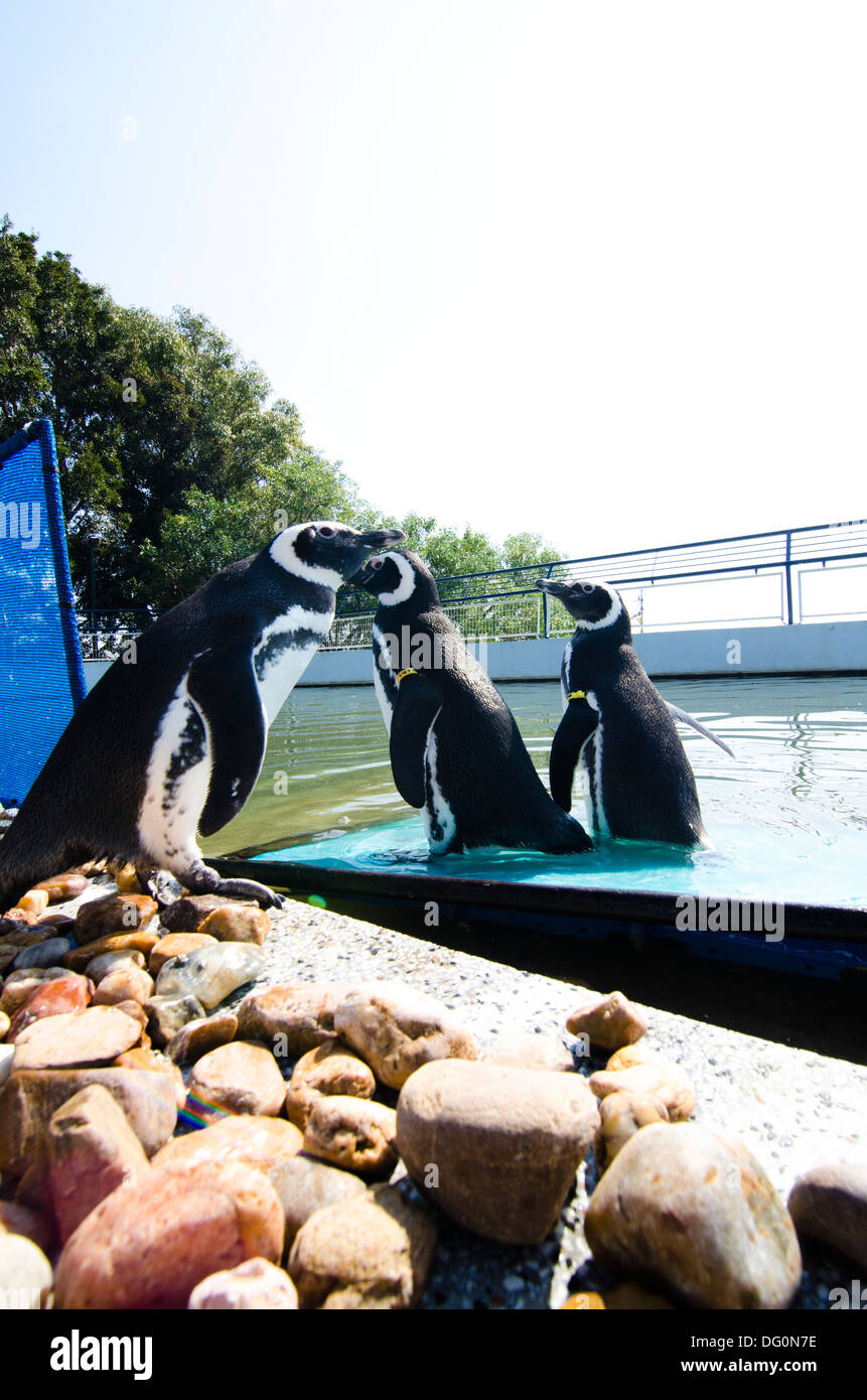 Magelanic penguins Spheniscus magelanicus at captivity in rehab animal center. Stock Photo