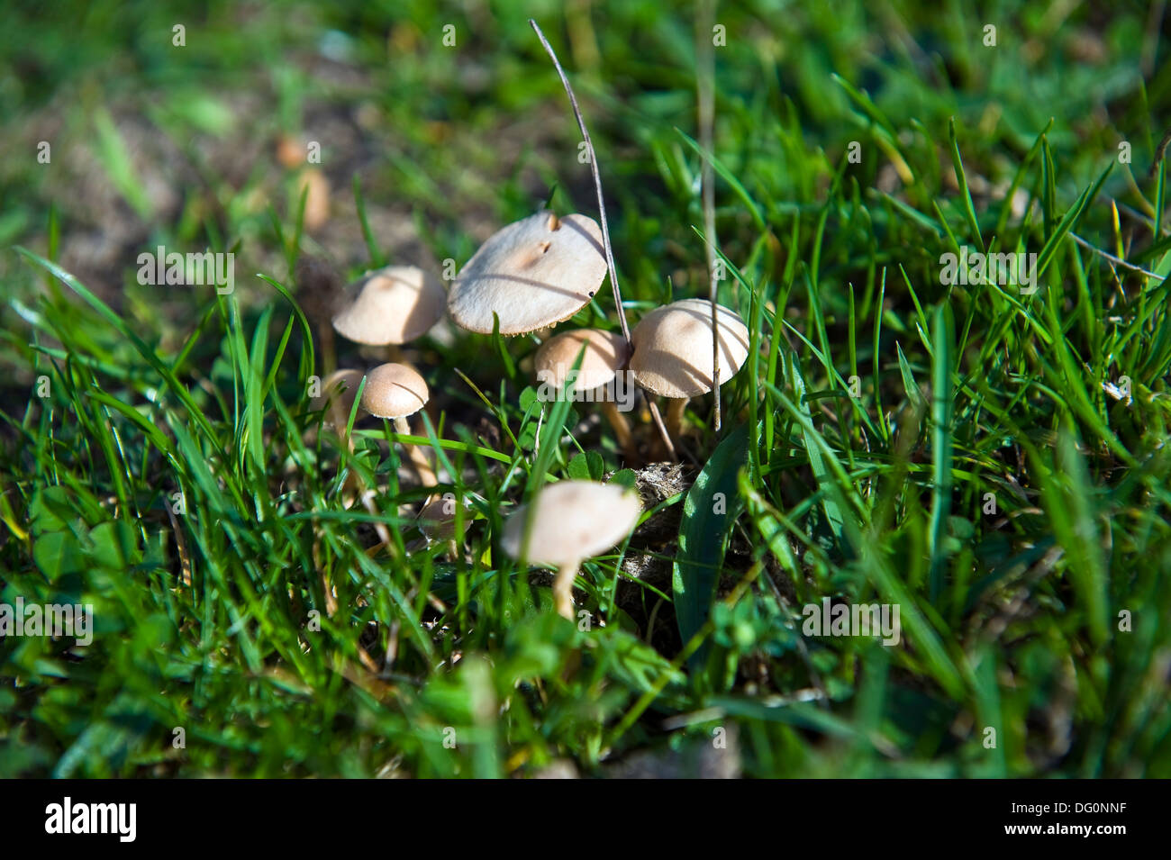 Wild mushrooms growing on the Purbeck Hills, Dorset, UK Stock Photo