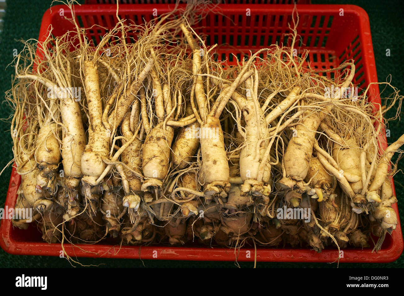 Ginseng roots, Kyongdong market, Seoul, South Korea Stock Photo Alamy