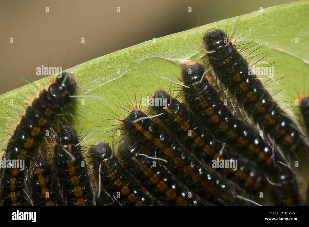 Group of caterpillars, order Lepidoptera, on the underside of a leaf