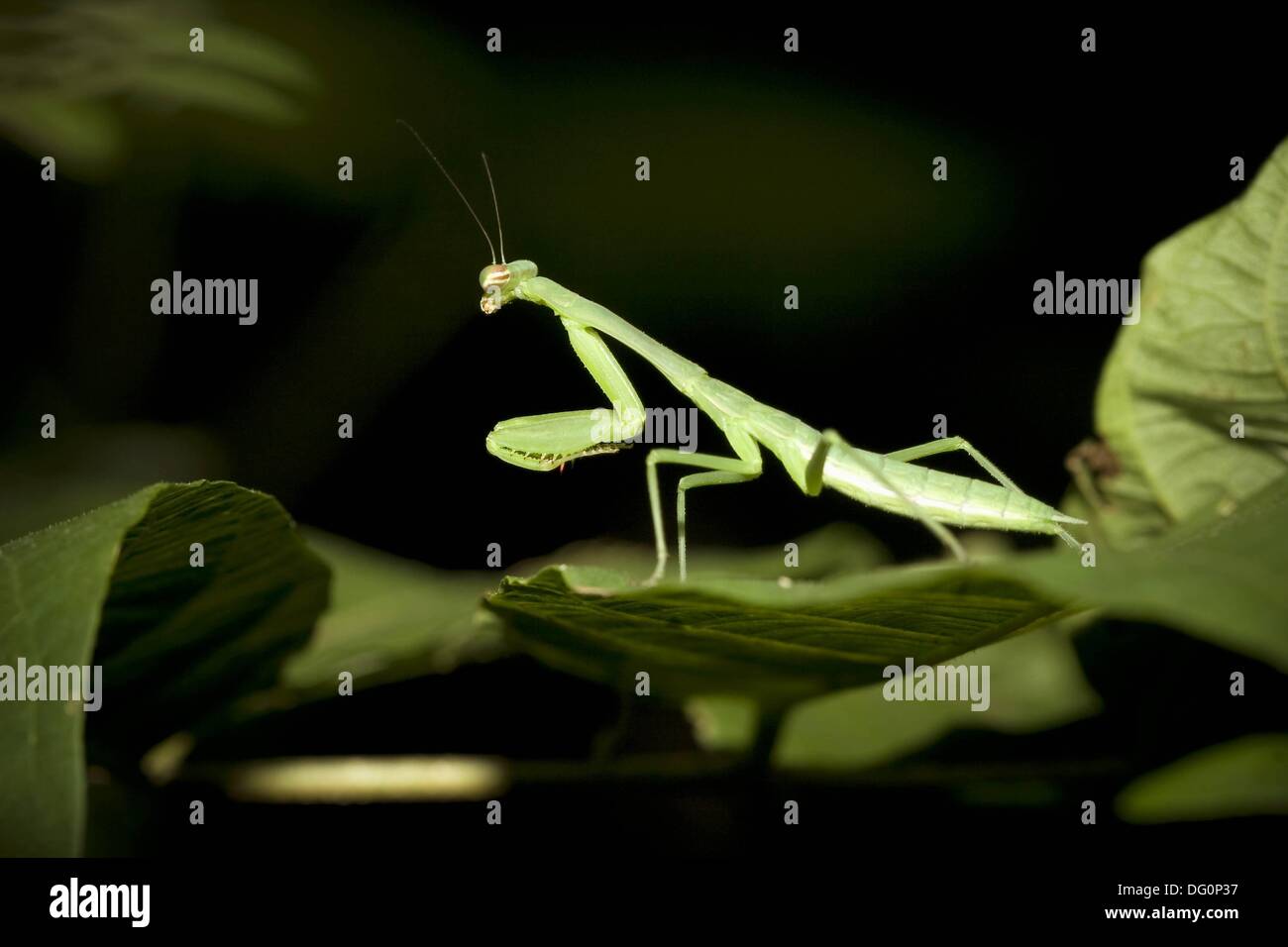 Praying mantis, order Mantodea Photographed in Costa Rica Stock Photo