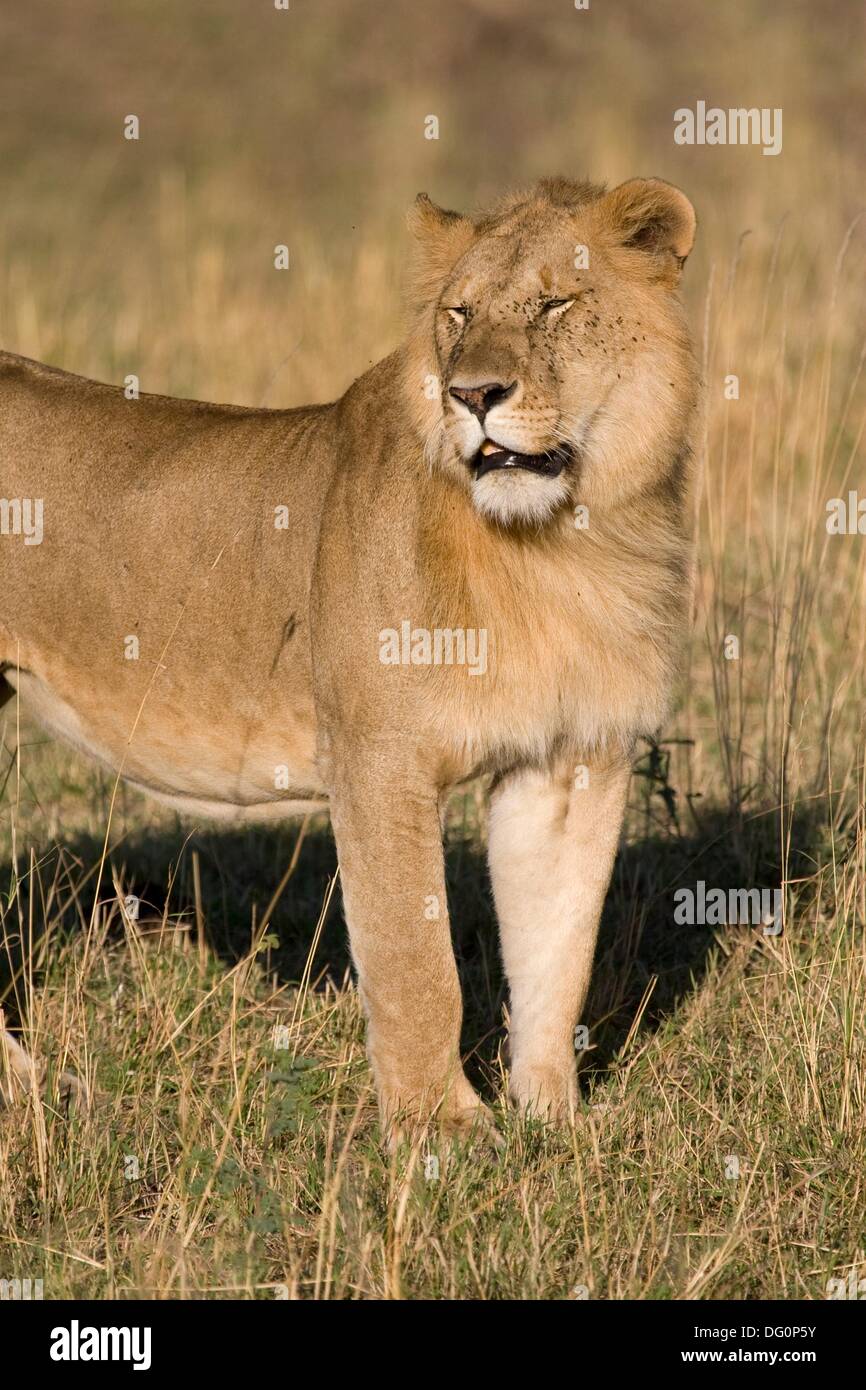 A male lion seems to be annoyed with the flies on his face Stock Photo