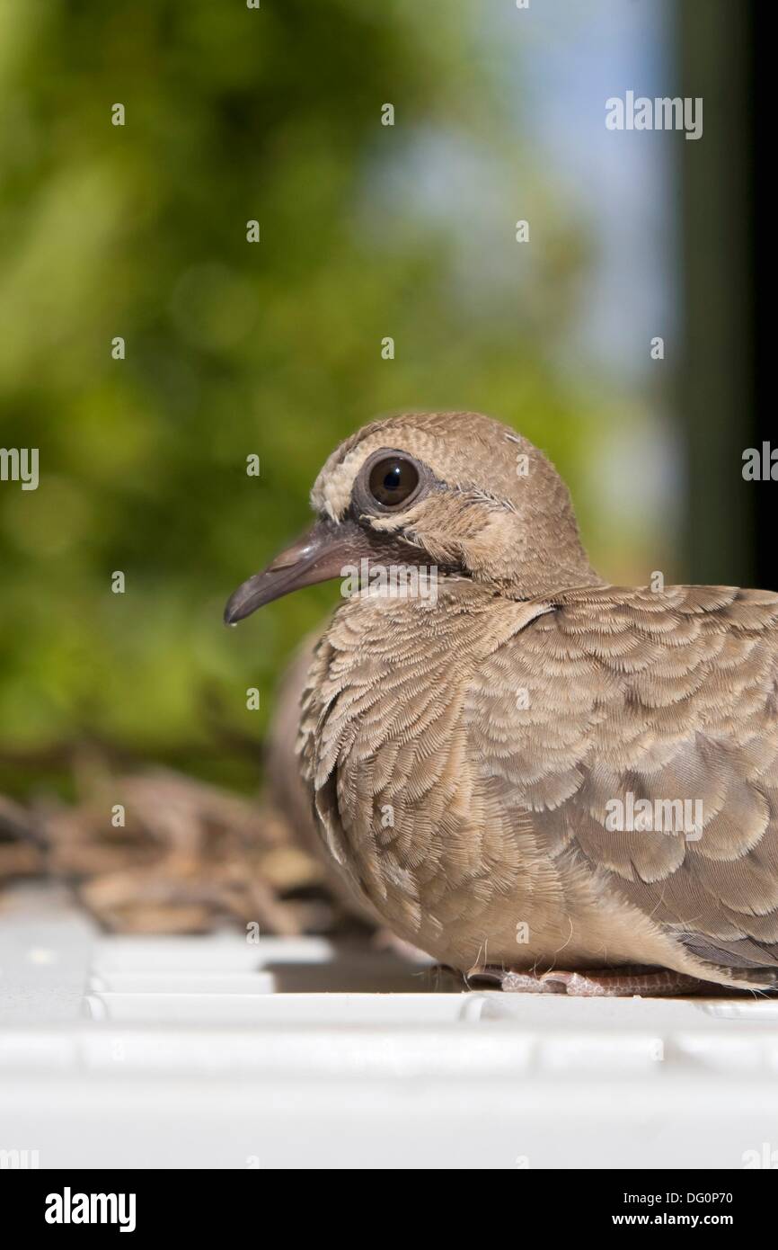 A Baby Mourning Dove Sitting Outside The Nest Stock Photo Alamy