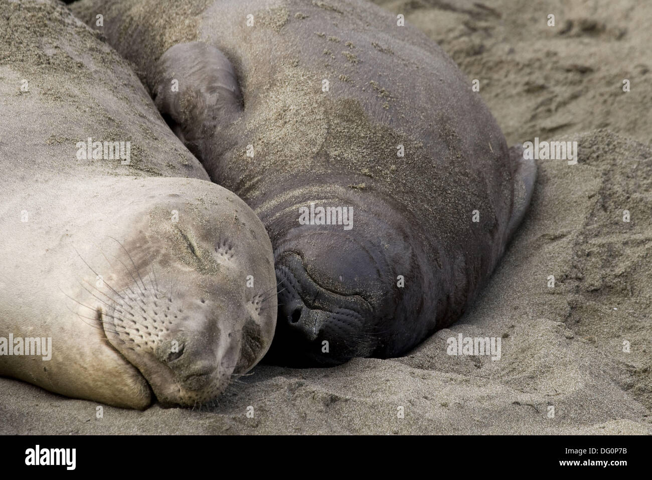 Baby elephant seal in water hires stock photography and images Alamy