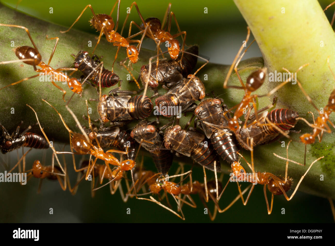 Tree hoppers hi-res stock photography and images - Alamy