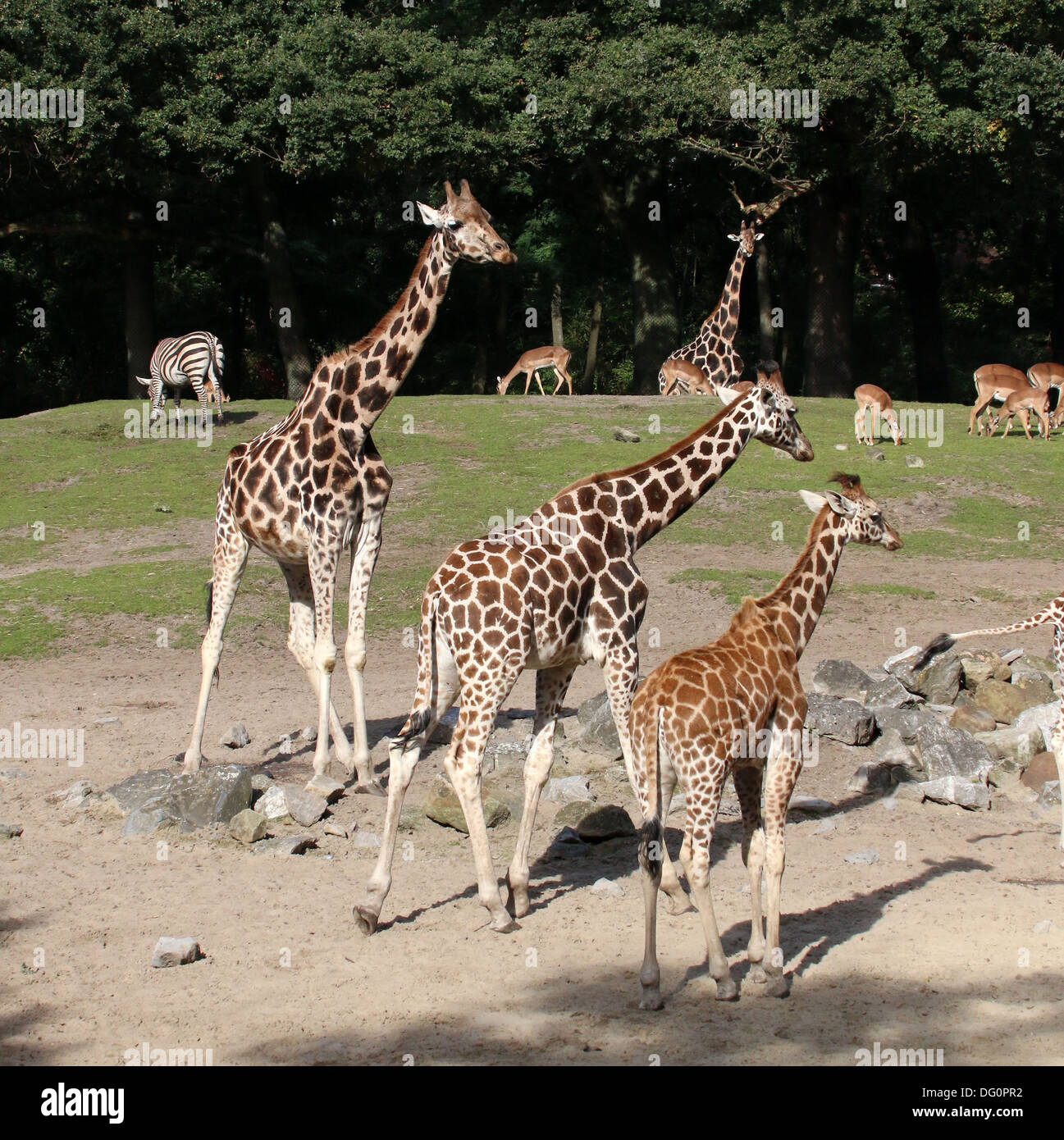 Ugandan giraffes hi-res stock photography and images - Alamy