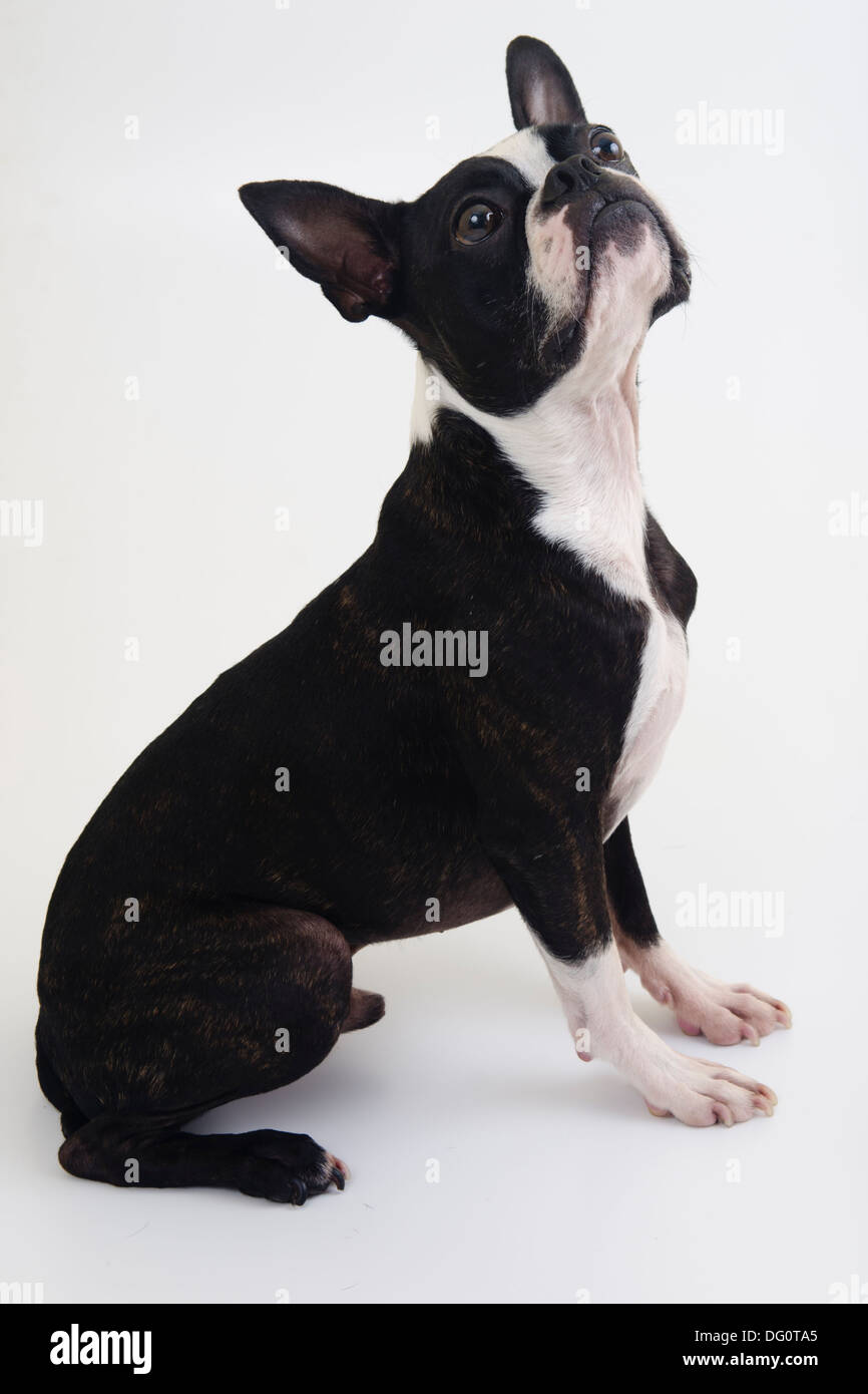 Cute Boston Terrier dog posing on a white background Stock Photo - Alamy