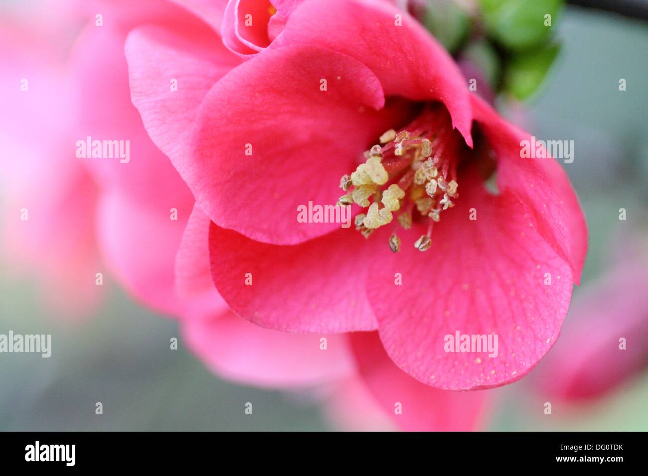 Single blossom of Flowering quince, Chaenomeles Close up Pink flowering