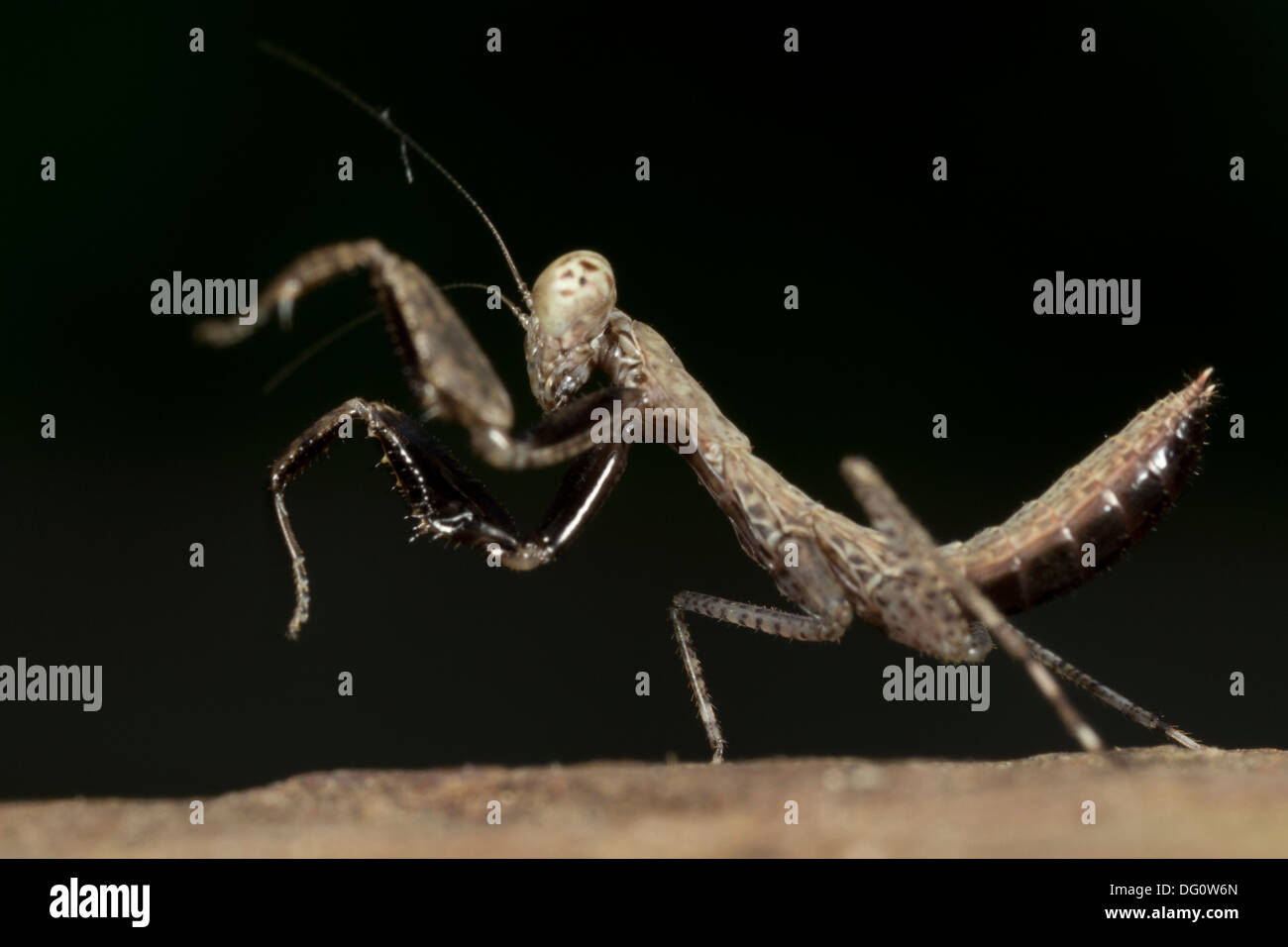 Praying mantis from Kampung Skudup, Sarawak, Malaysia Stock Photo Alamy