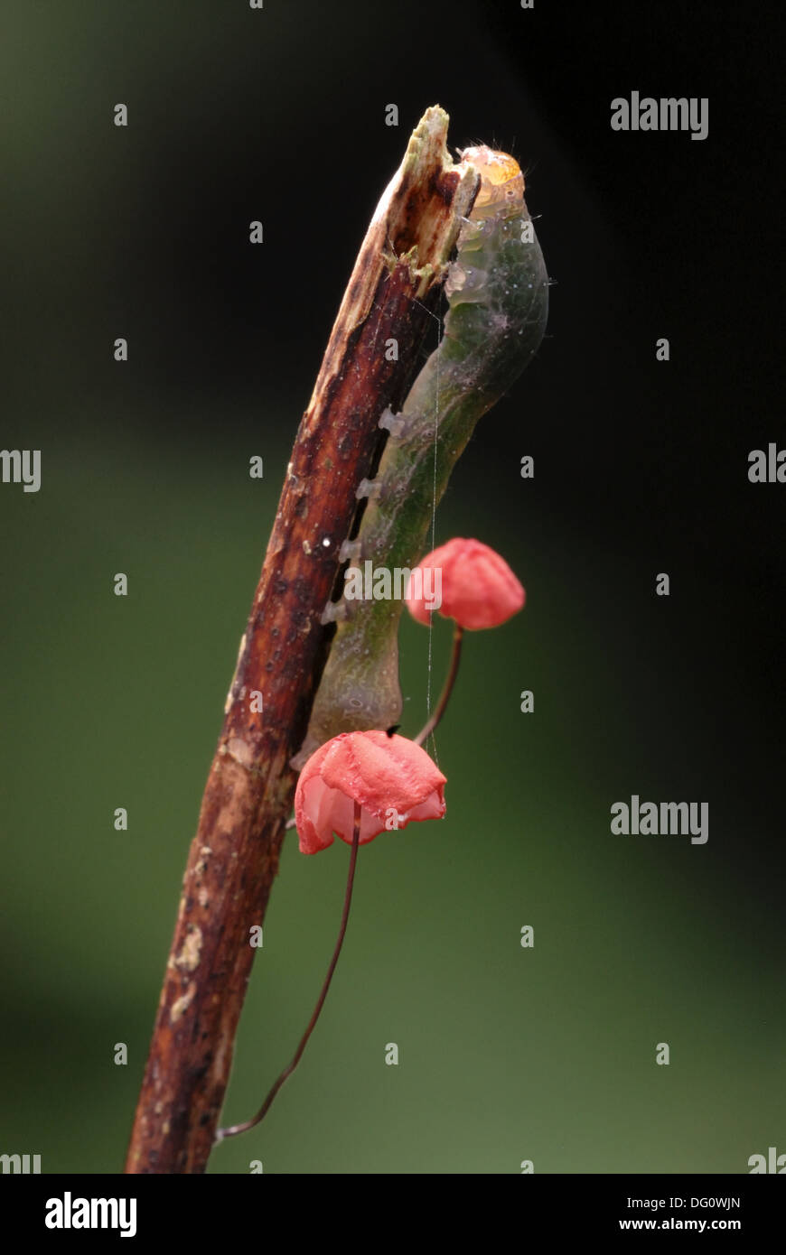 Caterpillar and tiny mushrooms Stock Photo Alamy