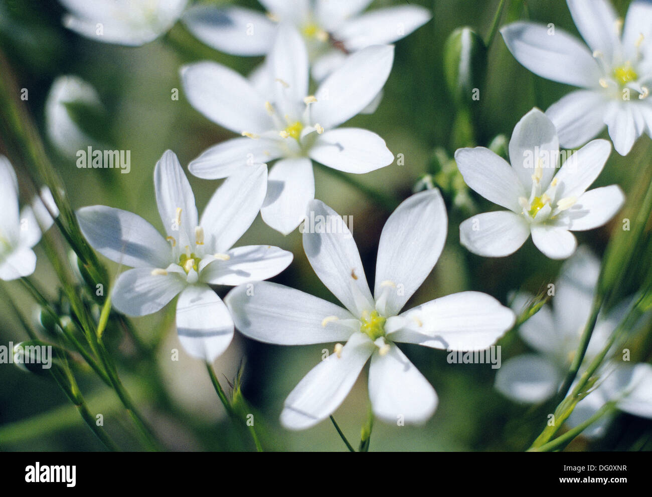 Scilla mischtschenkoana ‘tubergeniana’ hi-res stock photography and ...