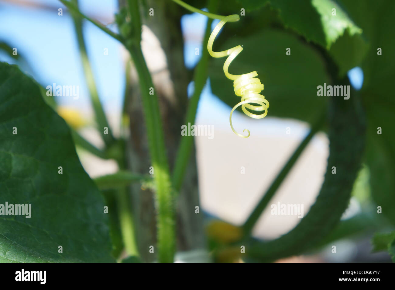 tendril on a cucumber plant Stock Photo