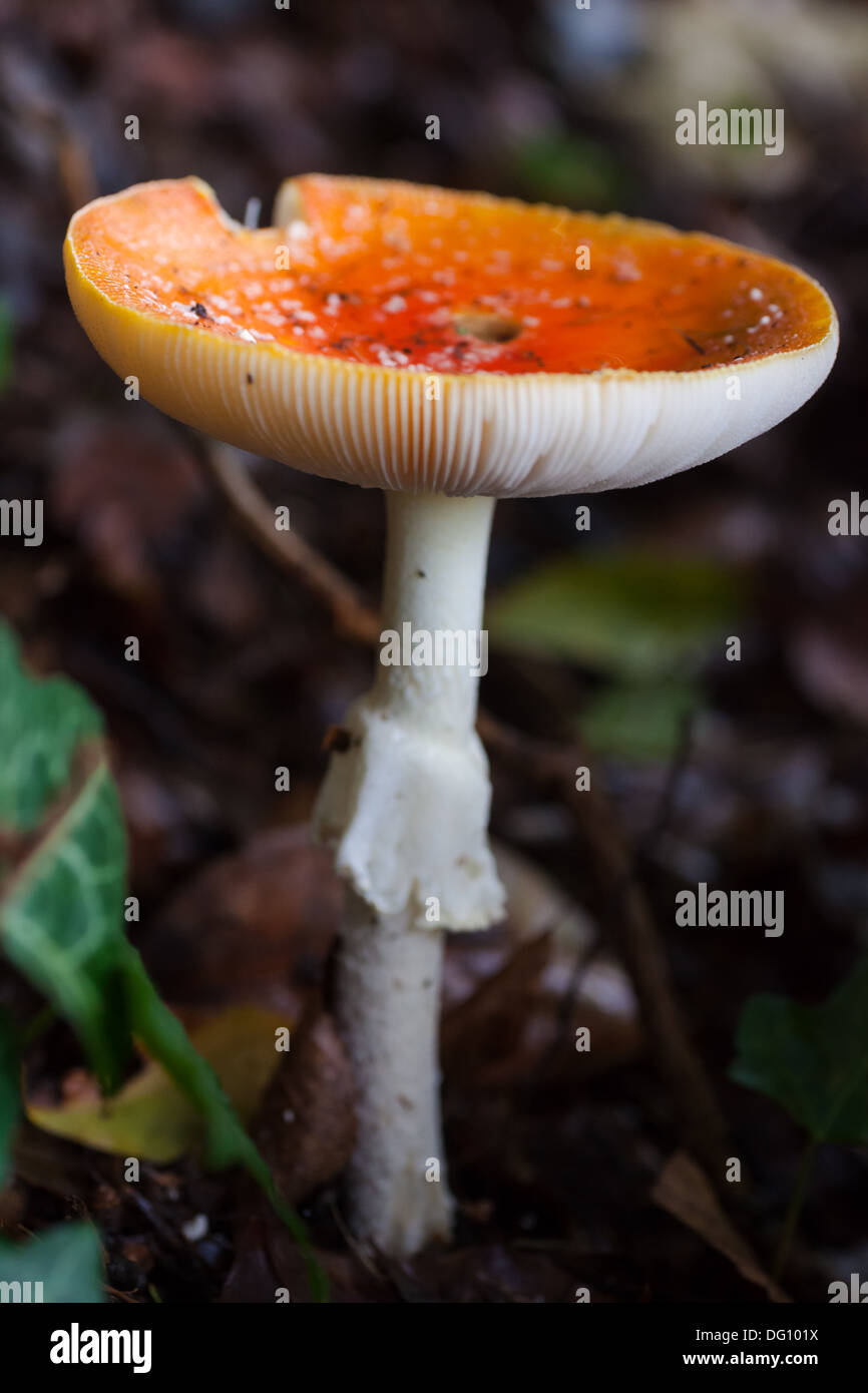 Old Fly Agaric toadstool (amanita muscaria) Stock Photo