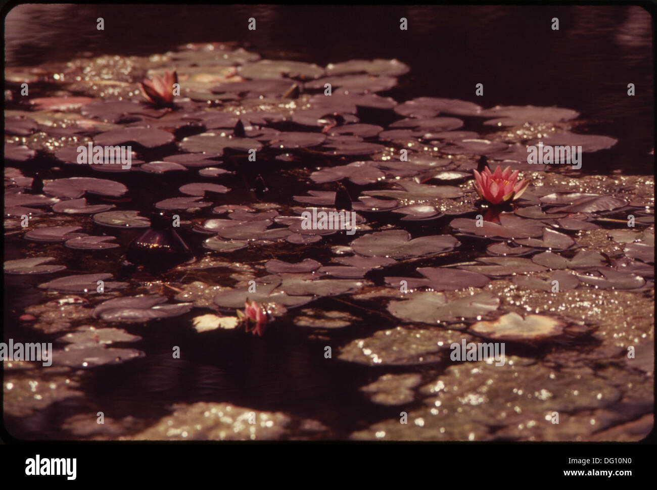 The image shows water lilies blooming on the Wisconsin River near ...