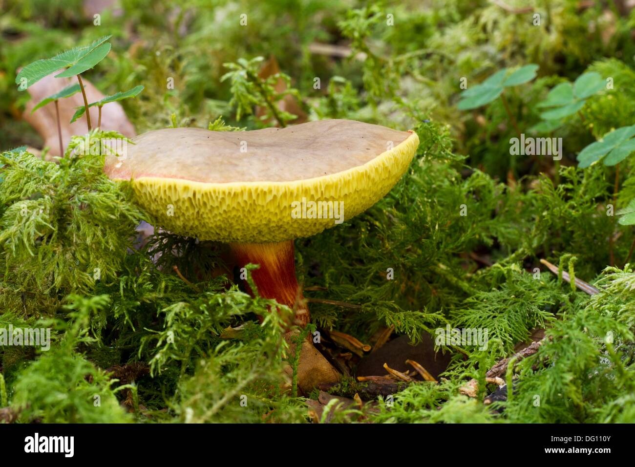 Red-cracked bolete (Boletus chrysenteron Stock Photo - Alamy
