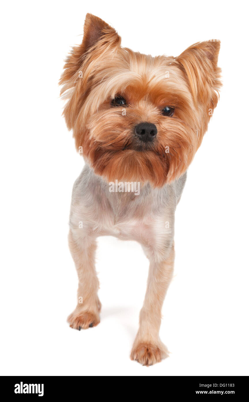 Purebred Yorkshire Terrier isolated on white background Stock Photo