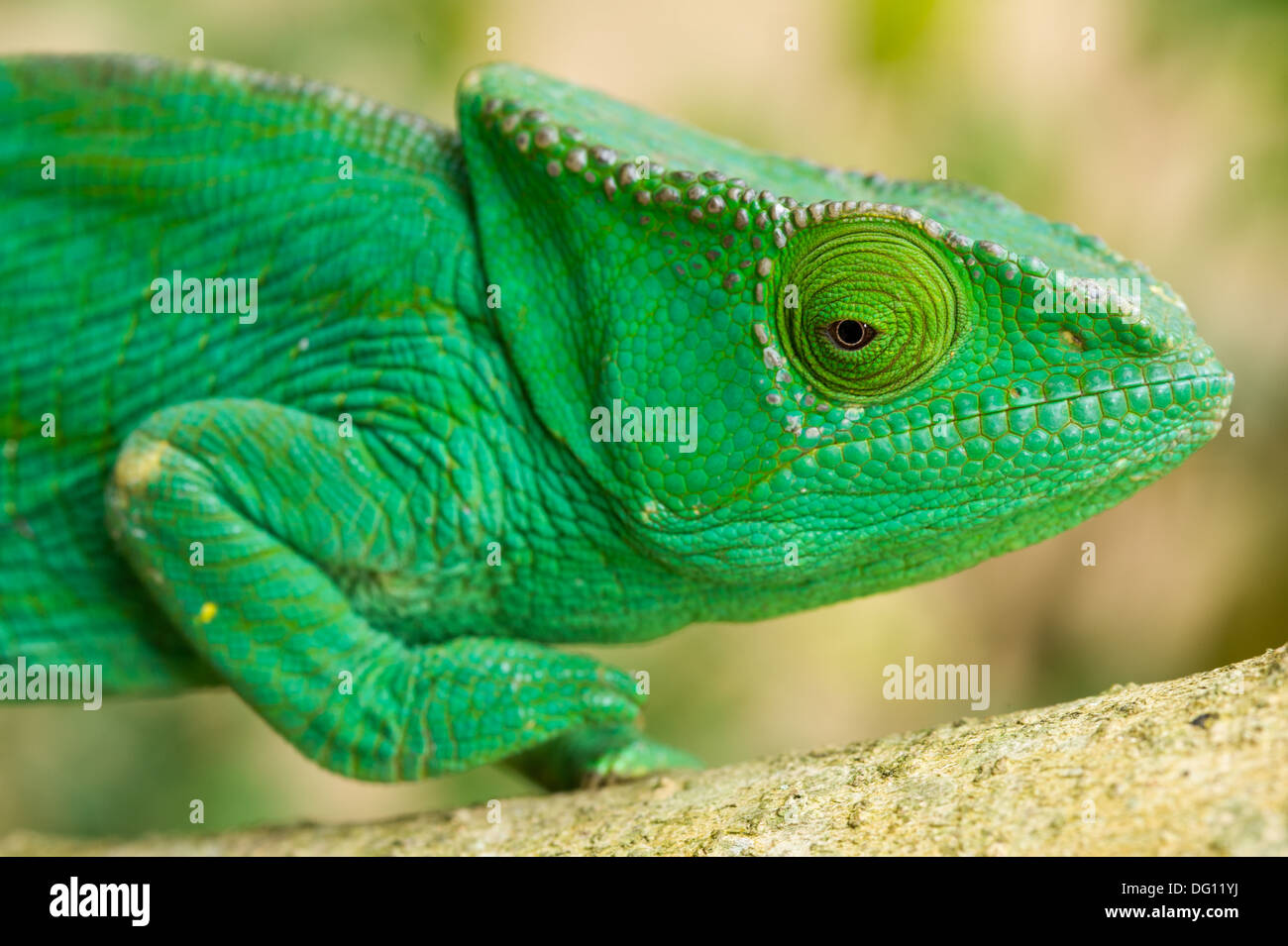 Female Parson's chameleon (Calumma parsonii), Peyrieras Nature Farm, Madagascar Stock Photo