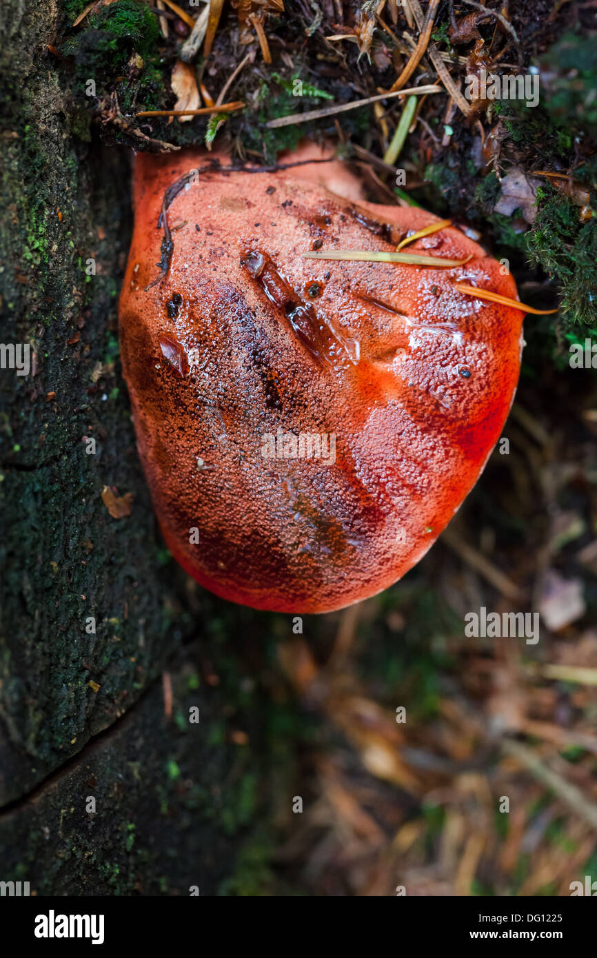 Young Beefsteak fungus (fistulina hepatica) growing on an oak tree Stock Photo