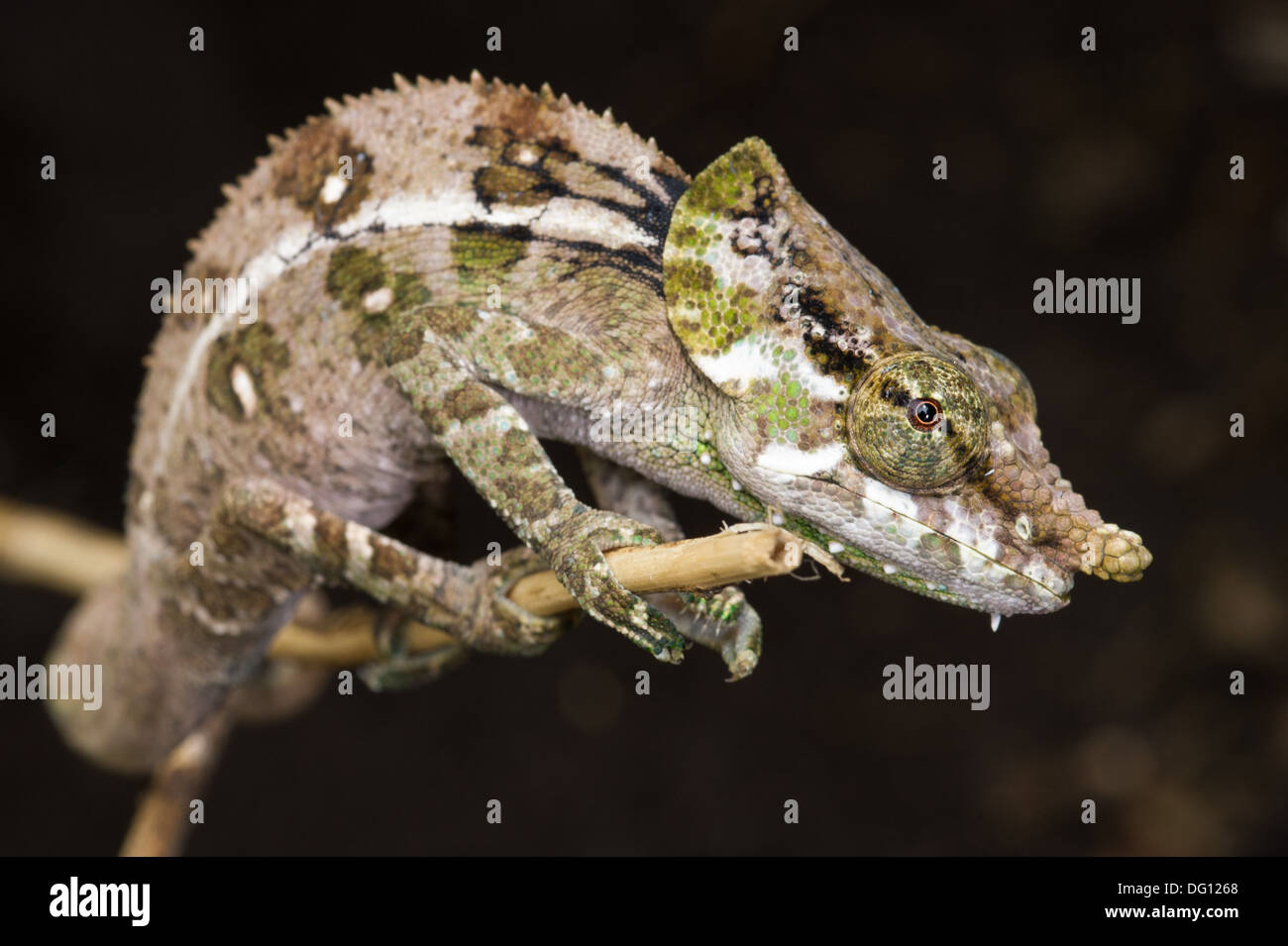 Chameleon, Calumma malthe, Peyrieras Nature Farm, Madagascar Stock Photo