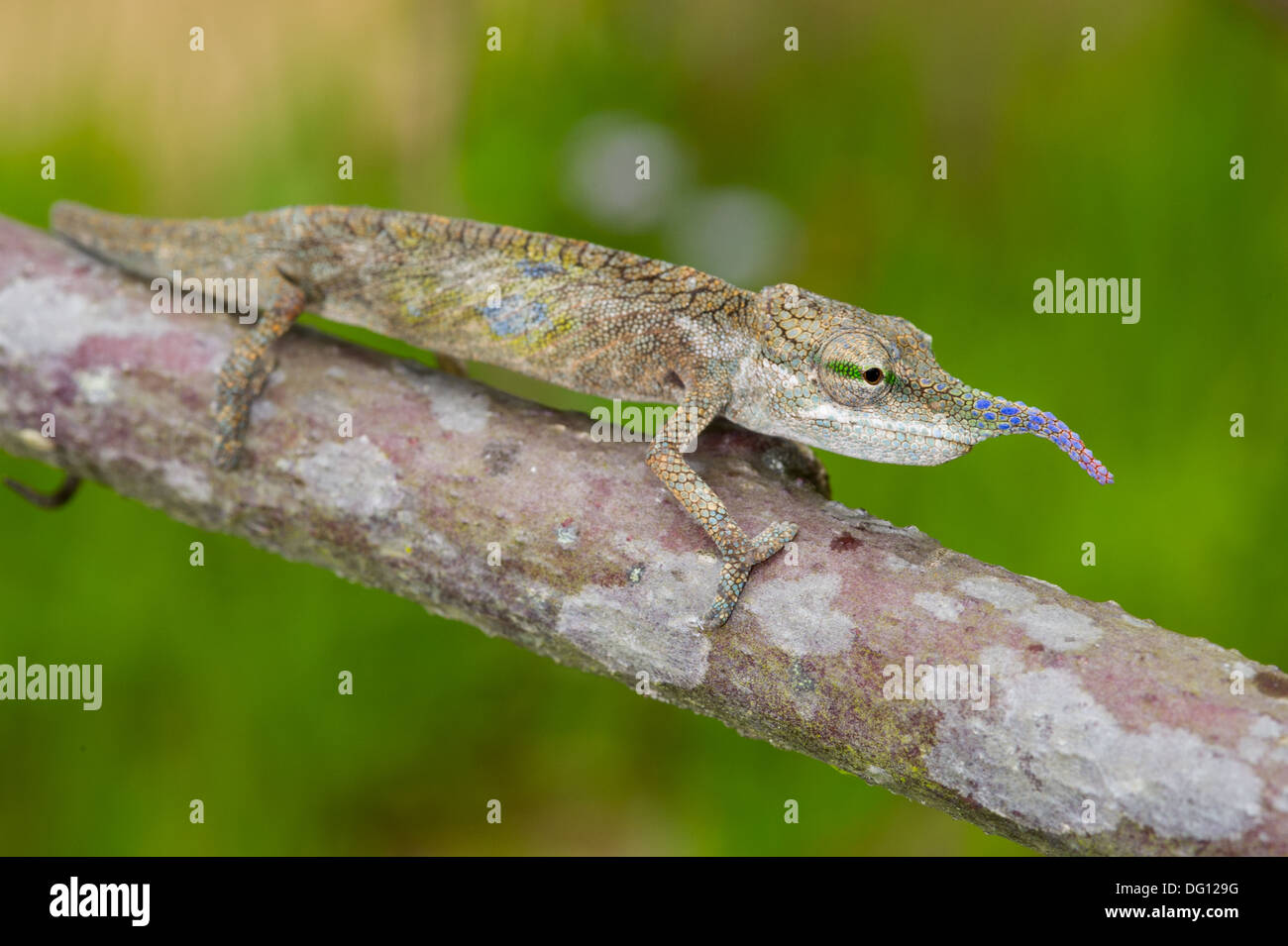 Chameleon, Calumma gallus, Peyrieras Nature Farm, Madagascar Stock Photo