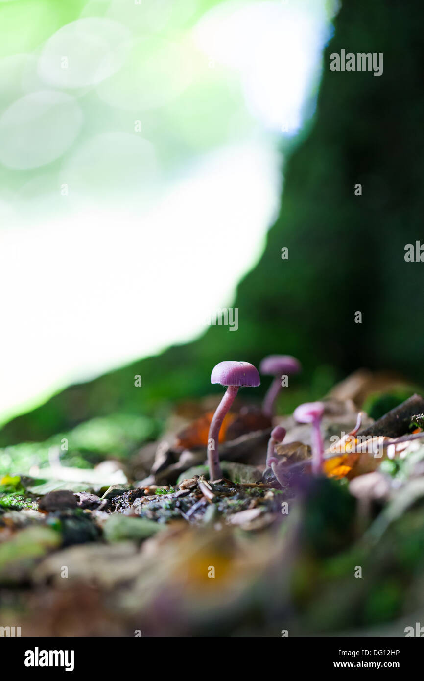 Amethyst Deceiver (Laccaria amethystea) growing in woodland Stock Photo